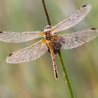 Dew covered Common Darter 4 